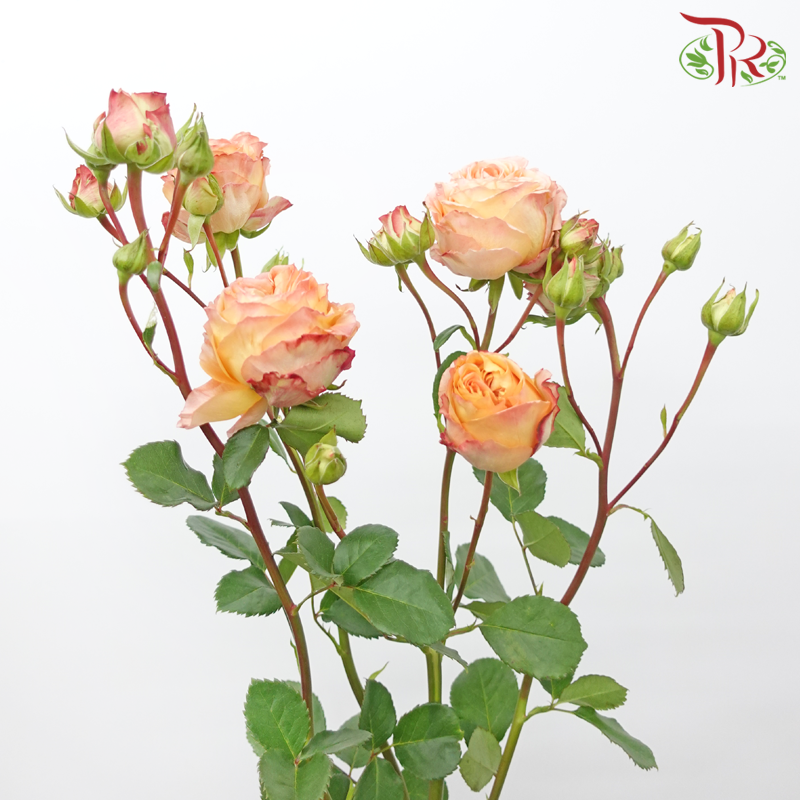 Rose Spray Butterfly - Apricot Lace (10 Stems)-Apricot Lace-China-prflorist.com.my