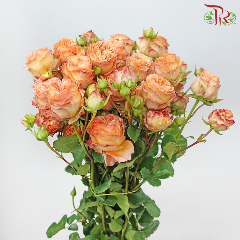 Rose Spray Butterfly - Apricot Lace (10 Stems)-Apricot Lace-China-prflorist.com.my
