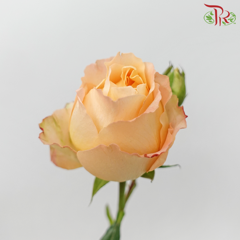Rose Spray Butterfly - Apricot Lace (10 Stems)-Apricot Lace-China-prflorist.com.my