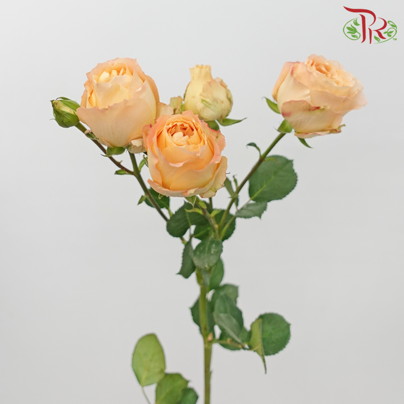 Rose Spray Butterfly - Apricot Lace (10 Stems)-Apricot Lace-China-prflorist.com.my