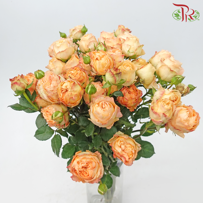 Rose Spray Butterfly - Apricot Lace (10 Stems)-Apricot Lace-China-prflorist.com.my
