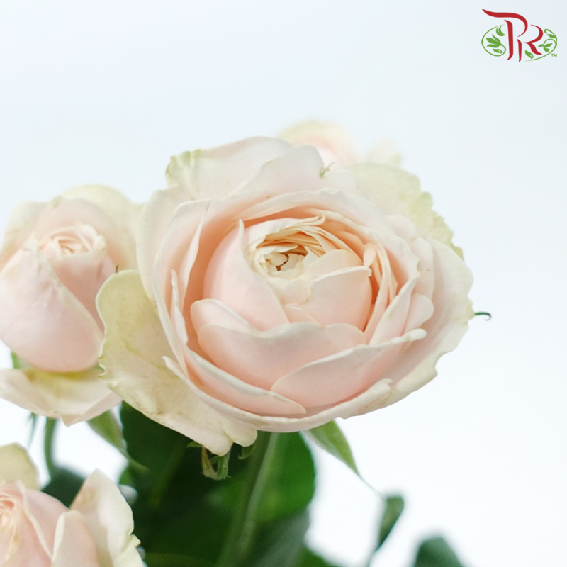 Rose Spray Butterfly - Darlington (Per Bunch)-Darlington-China-prflorist.com.my