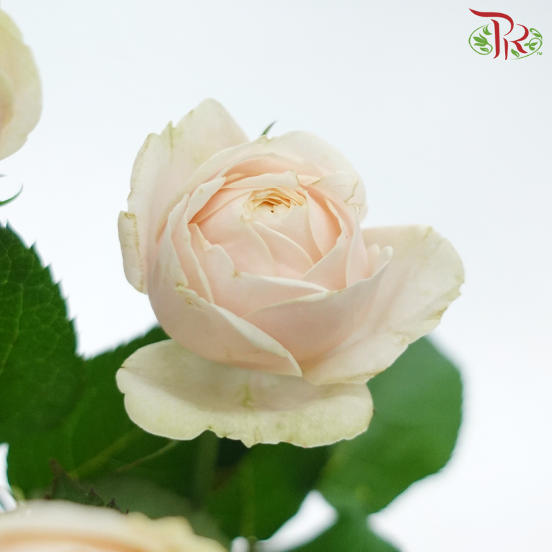 Rose Spray Butterfly - Darlington (Per Bunch)-Darlington-China-prflorist.com.my