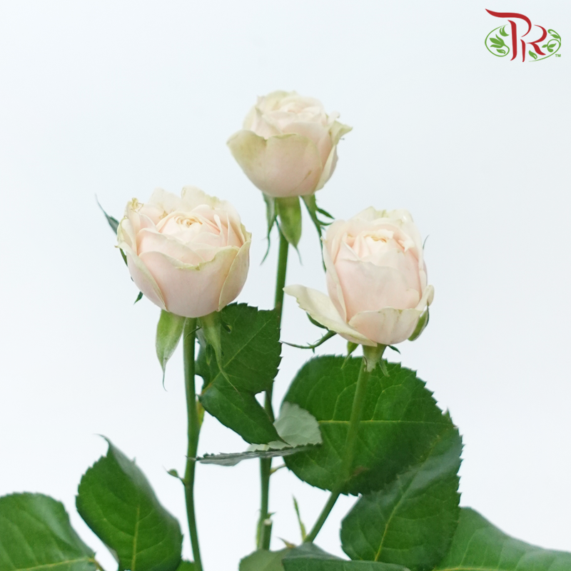 Rose Spray Butterfly - Darlington (Per Bunch)-Darlington-China-prflorist.com.my