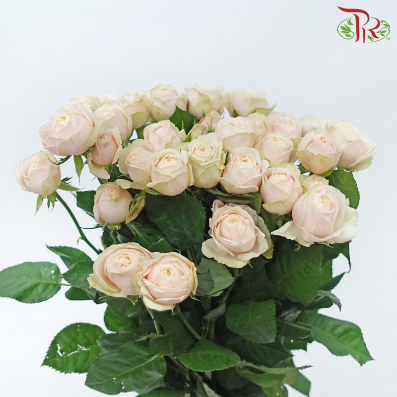 Rose Spray Butterfly - Darlington (Per Bunch)-Darlington-China-prflorist.com.my