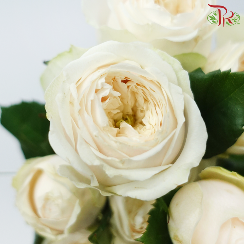 Rose Spray Butterfly - Darlington (Per Bunch)-Darlington-China-prflorist.com.my