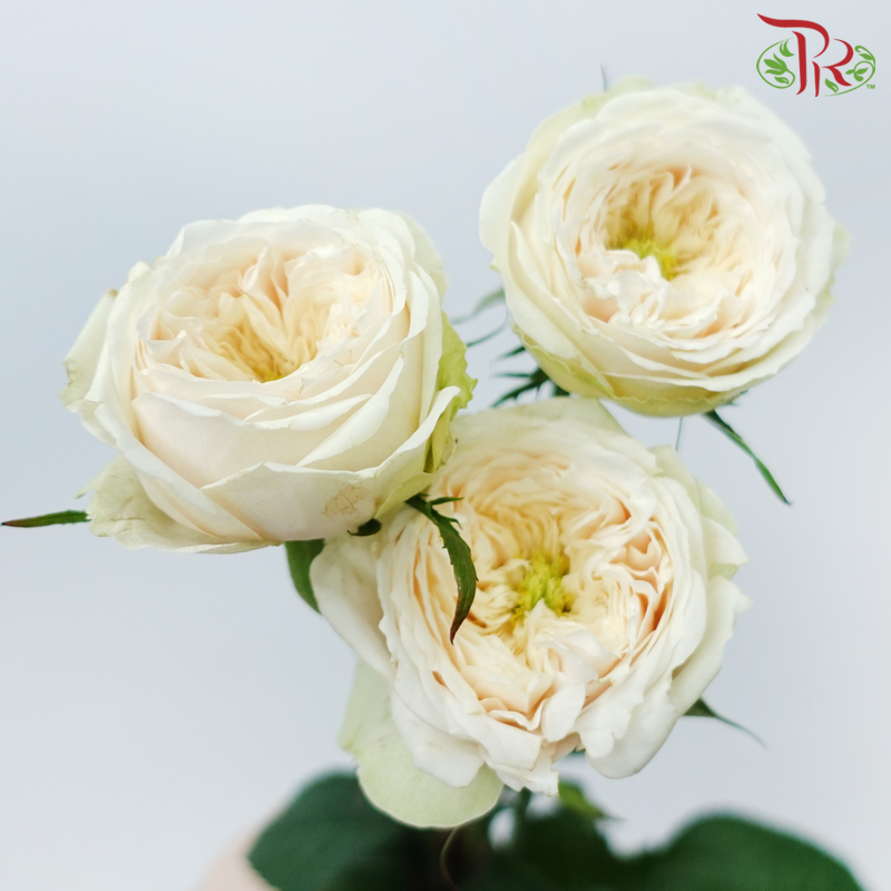 Rose Spray Butterfly - Darlington (Per Bunch)-Darlington-China-prflorist.com.my