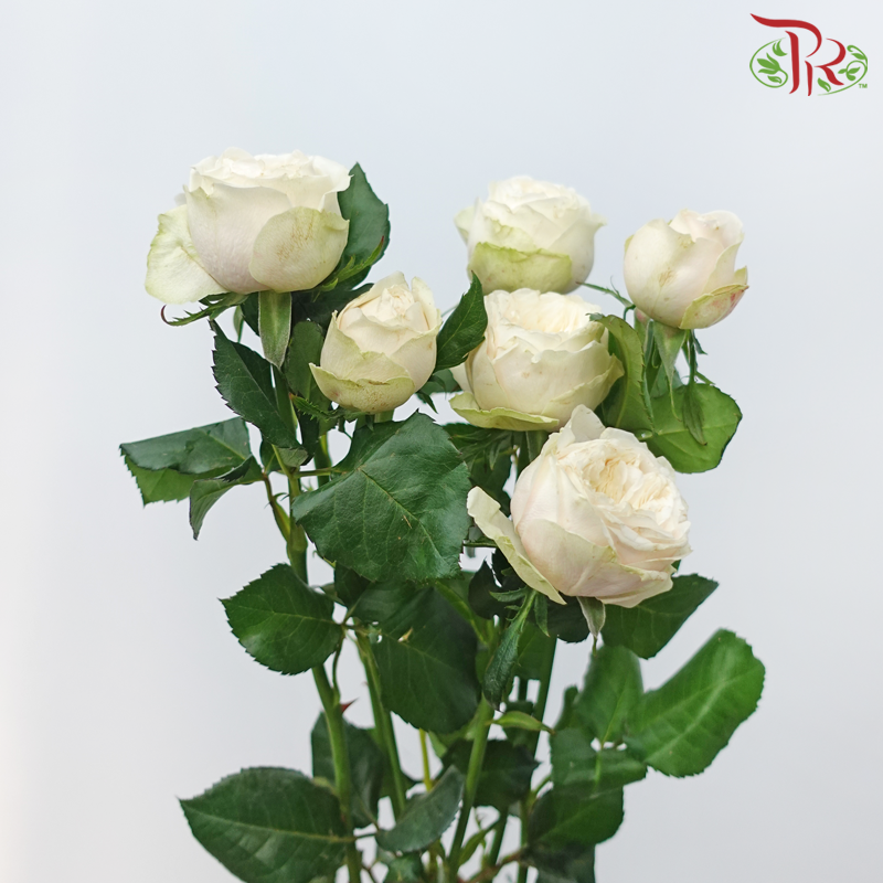 Rose Spray Butterfly - Darlington (Per Bunch)-Darlington-China-prflorist.com.my