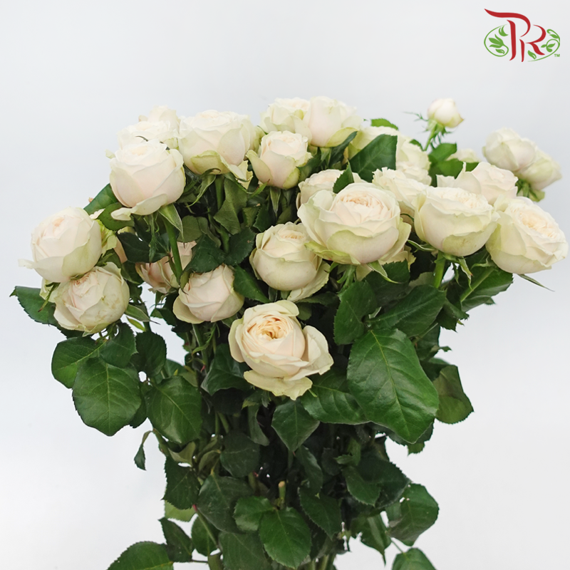Rose Spray Butterfly - Darlington (Per Bunch)-Darlington-China-prflorist.com.my