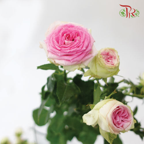 Rose Spray Butterfly - Ice Cream (10 Stems)-Pink-China-prflorist.com.my