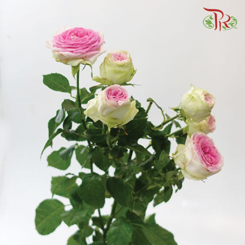 Rose Spray Butterfly - Ice Cream (10 Stems)-Pink-China-prflorist.com.my