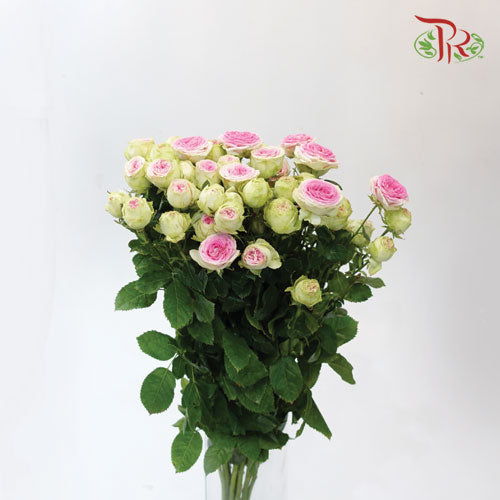 Rose Spray Butterfly - Ice Cream (10 Stems)-Pink-China-prflorist.com.my