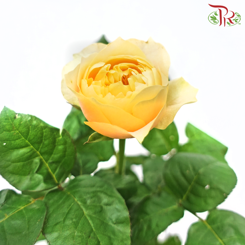 Rose Spray Butterfly - Juliet Light Orange (10 Stems)-Juliet Orange-China-prflorist.com.my