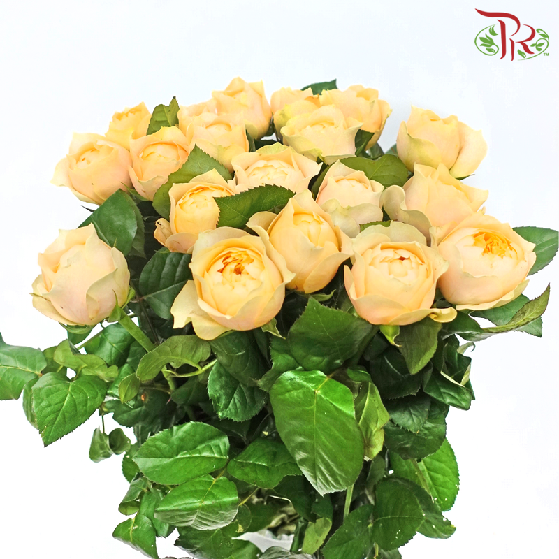 Rose Spray Butterfly - Juliet Light Orange (10 Stems)-Juliet Orange-China-prflorist.com.my