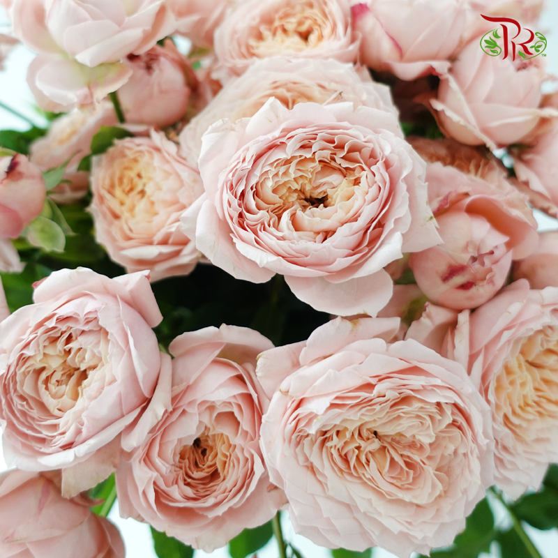 Rose Spray Butterfly - Juliet Tower (10 Stems)-Pink-China-prflorist.com.my
