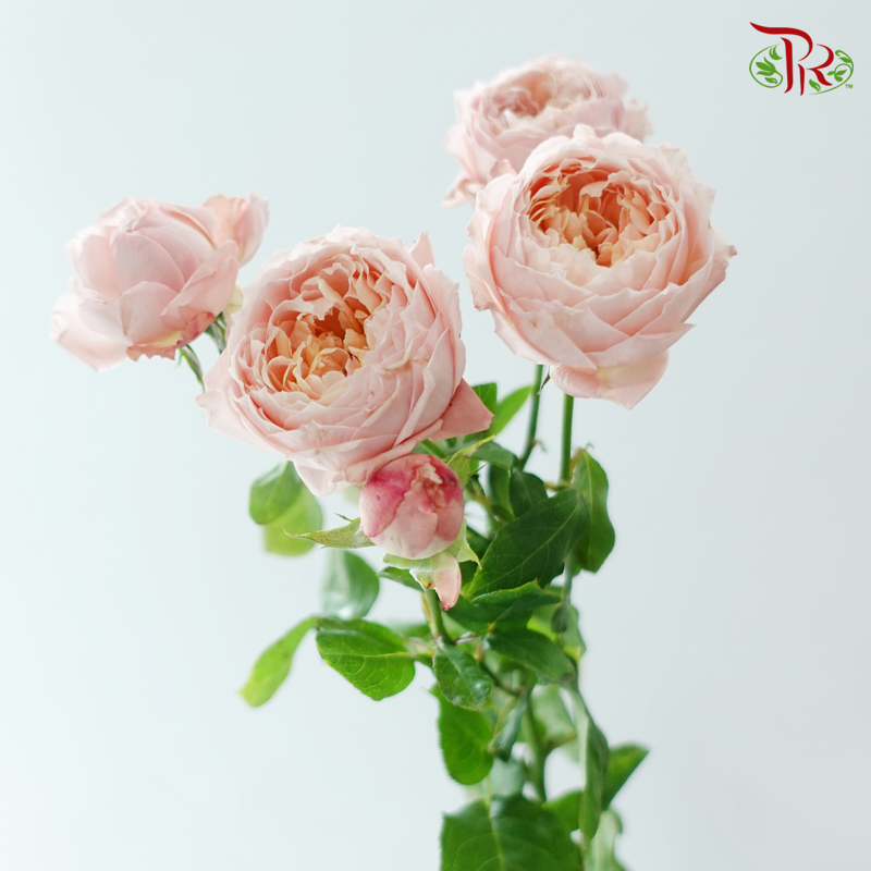 Rose Spray Butterfly - Juliet Tower (10 Stems)-Pink-China-prflorist.com.my