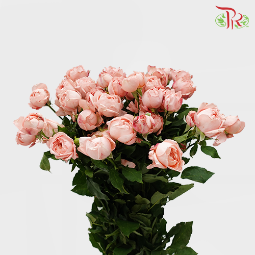 Rose Spray Butterfly - Juliet Tower (10 Stems)-Pink-China-prflorist.com.my