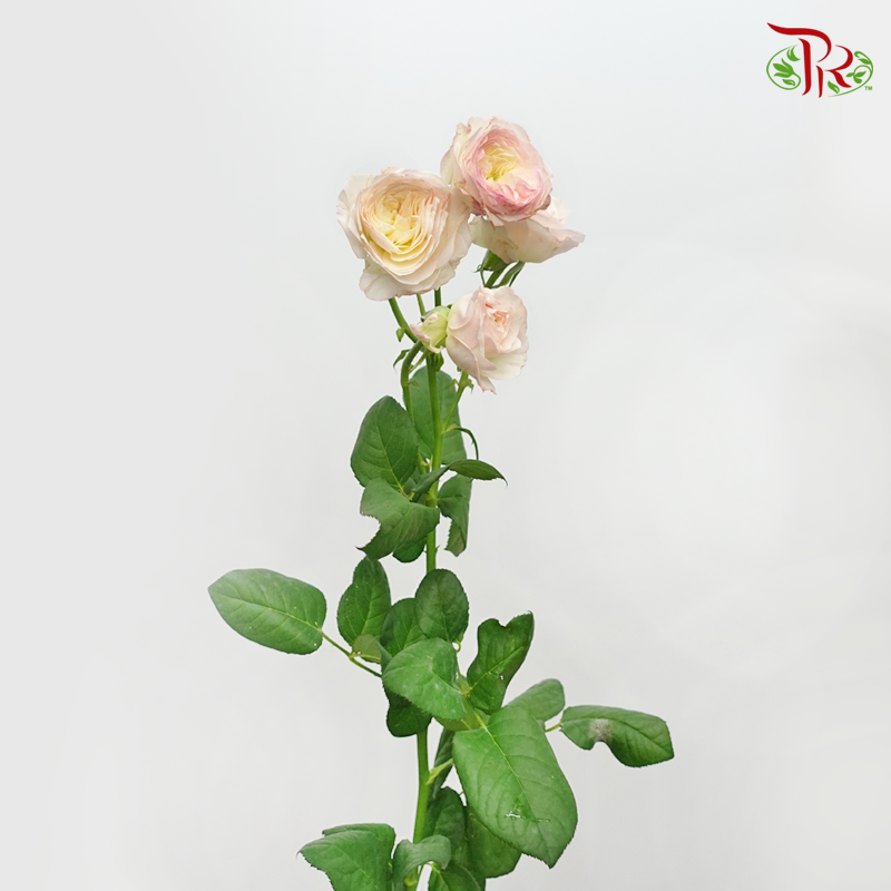 Rose Spray Butterfly - Kayla Blush Pink (10 Stems)-White & Pink-China-prflorist.com.my