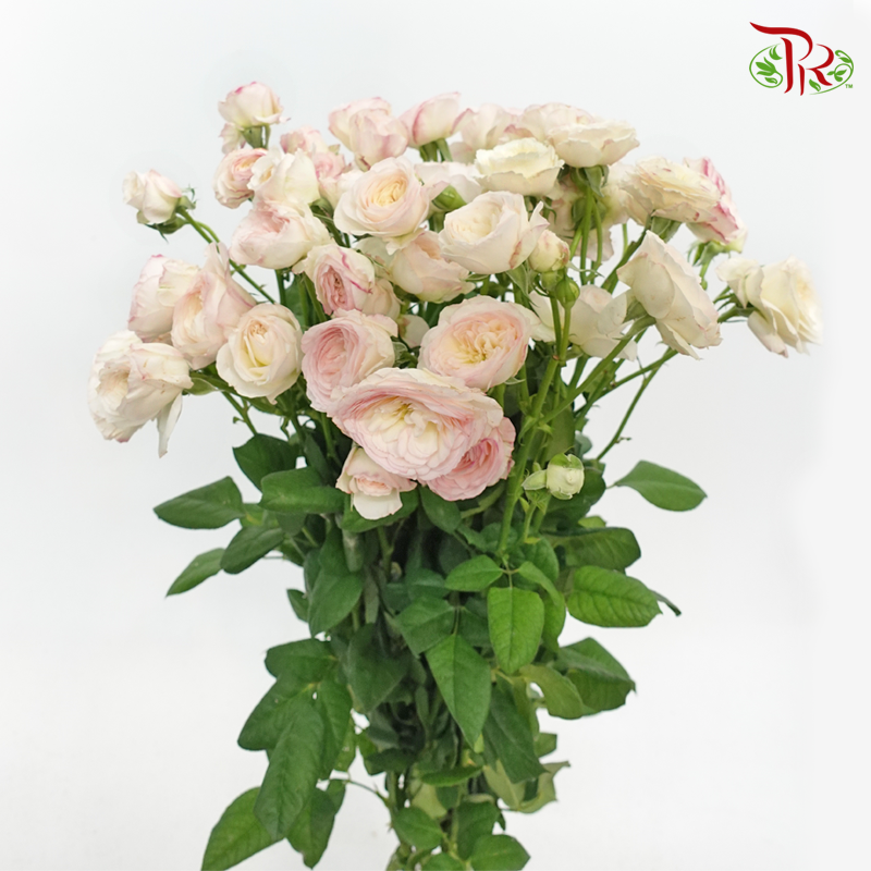 Rose Spray Butterfly - Kayla Blush Pink (10 Stems)-White & Pink-China-prflorist.com.my
