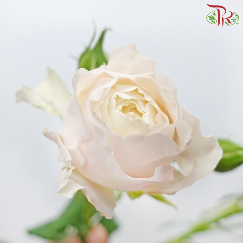 Rose Spray Butterfly - Kayla Blush Pink (10 Stems)-White & Pink-China-prflorist.com.my