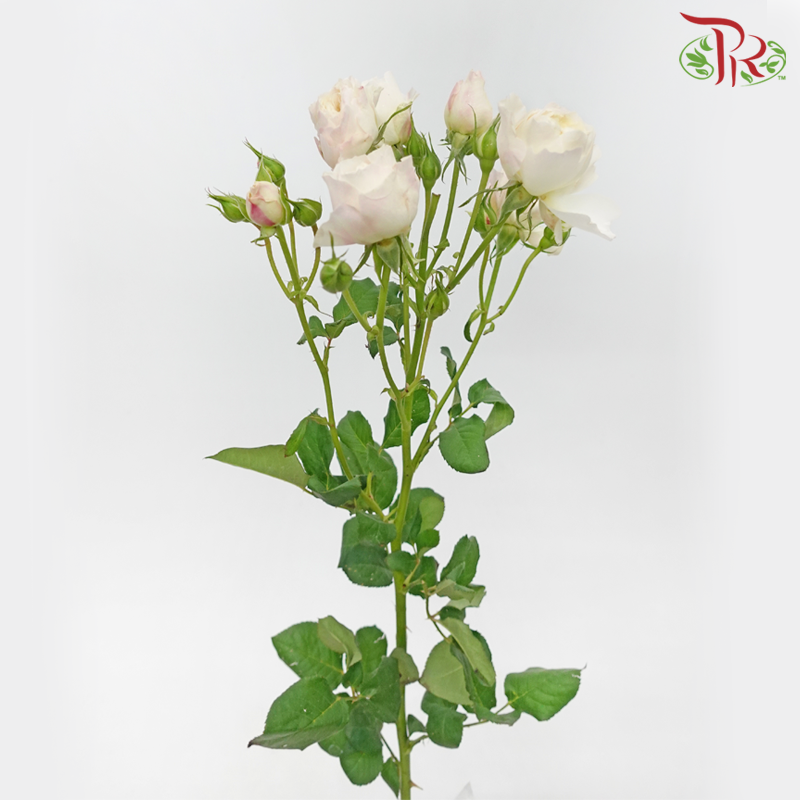 Rose Spray Butterfly - Kayla Blush Pink (10 Stems)-White & Pink-China-prflorist.com.my