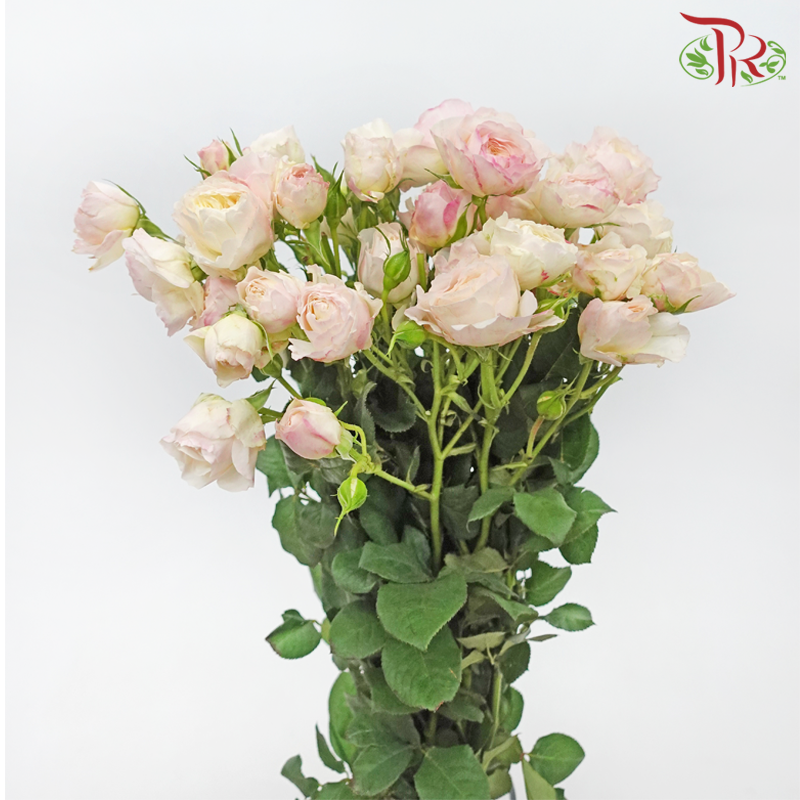 Rose Spray Butterfly - Kayla Blush Pink (10 Stems)-White & Pink-China-prflorist.com.my