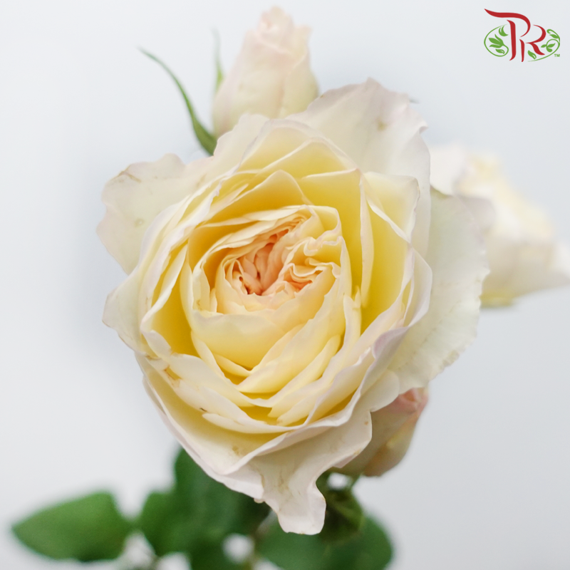 Rose Spray Butterfly - Kayla Light Peach (10 Stems)-Kayla Light Peach-China-prflorist.com.my