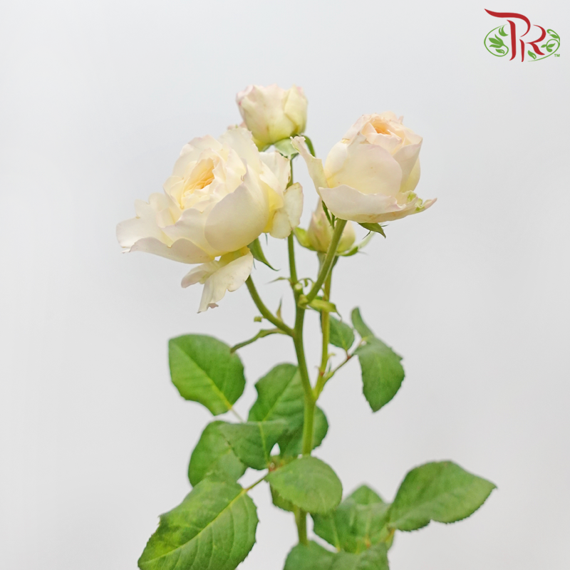 Rose Spray Butterfly - Kayla Light Peach (10 Stems)-Kayla Light Peach-China-prflorist.com.my