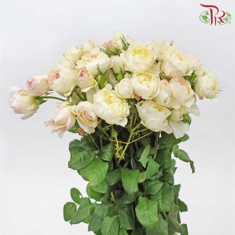 Rose Spray Butterfly - Kayla Light Peach (10 Stems)-Kayla Light Peach-China-prflorist.com.my