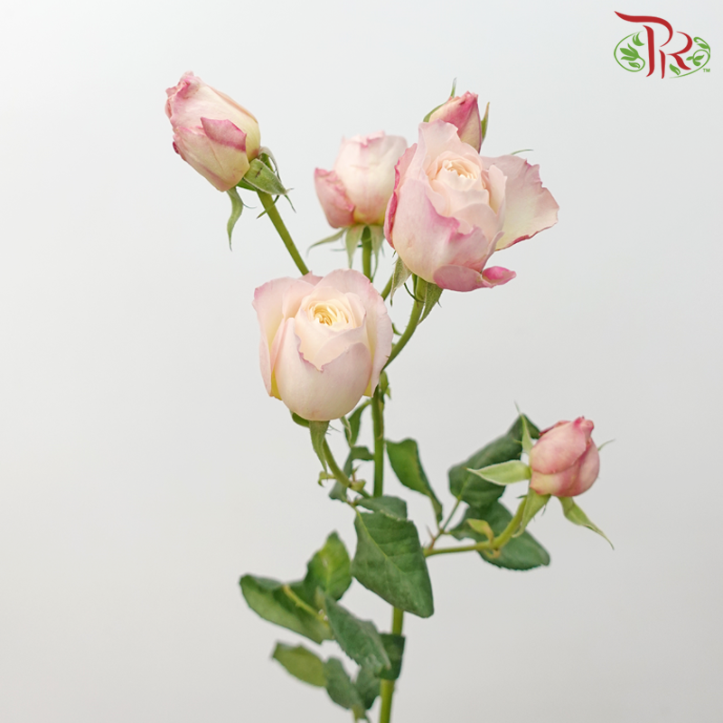 Rose Spray Butterfly - Kayla Light Pink (10 Stems)-Kayla Light Pink-China-prflorist.com.my