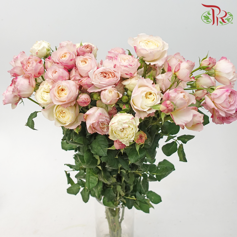 Rose Spray Butterfly - Kayla Light Pink (10 Stems)-Kayla Light Pink-China-prflorist.com.my