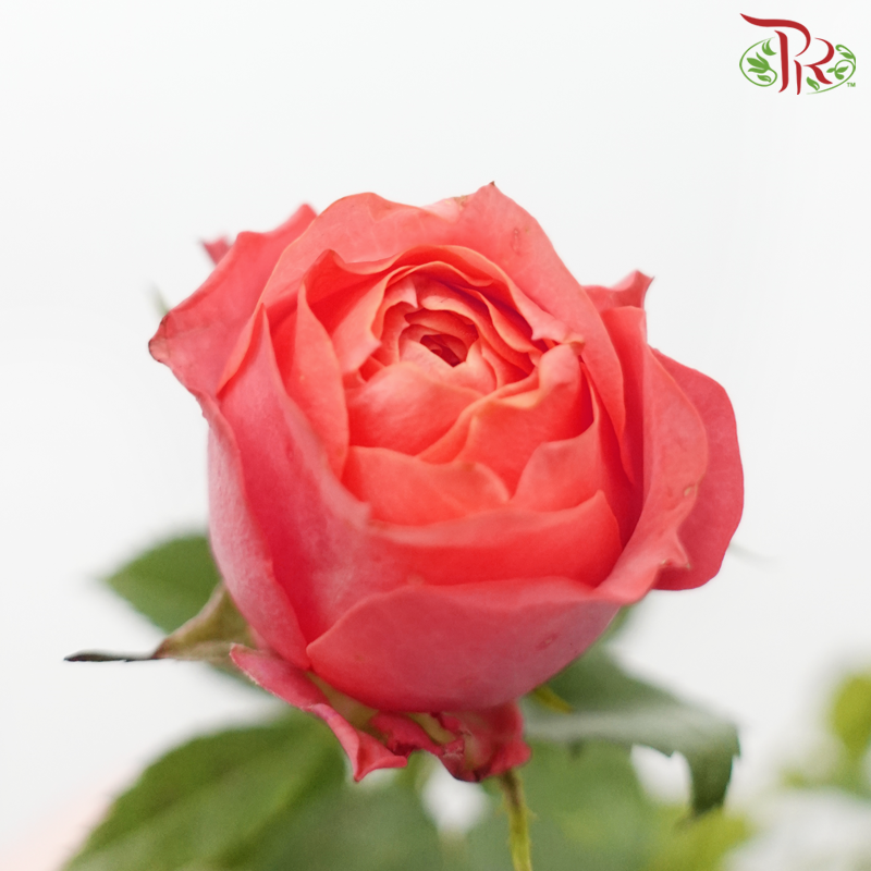 Rose Spray Butterfly - Mikoto (10 Stems)-Salmon Pink-China-prflorist.com.my