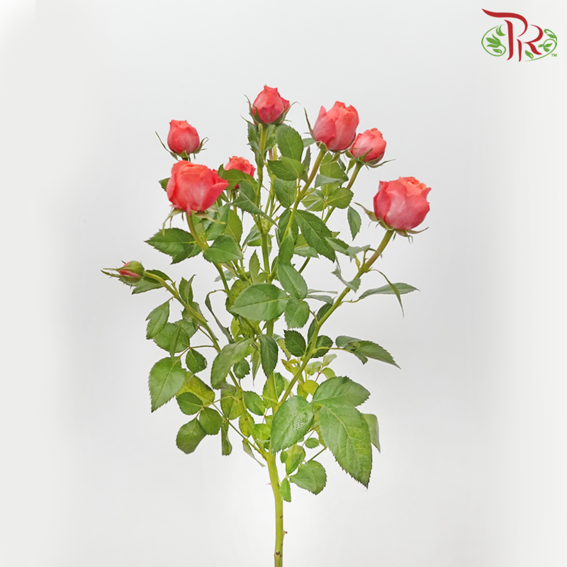Rose Spray Butterfly - Mikoto (10 Stems)-Salmon Pink-China-prflorist.com.my