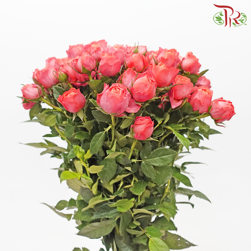 Rose Spray Butterfly - Mikoto (10 Stems)-Salmon Pink-China-prflorist.com.my