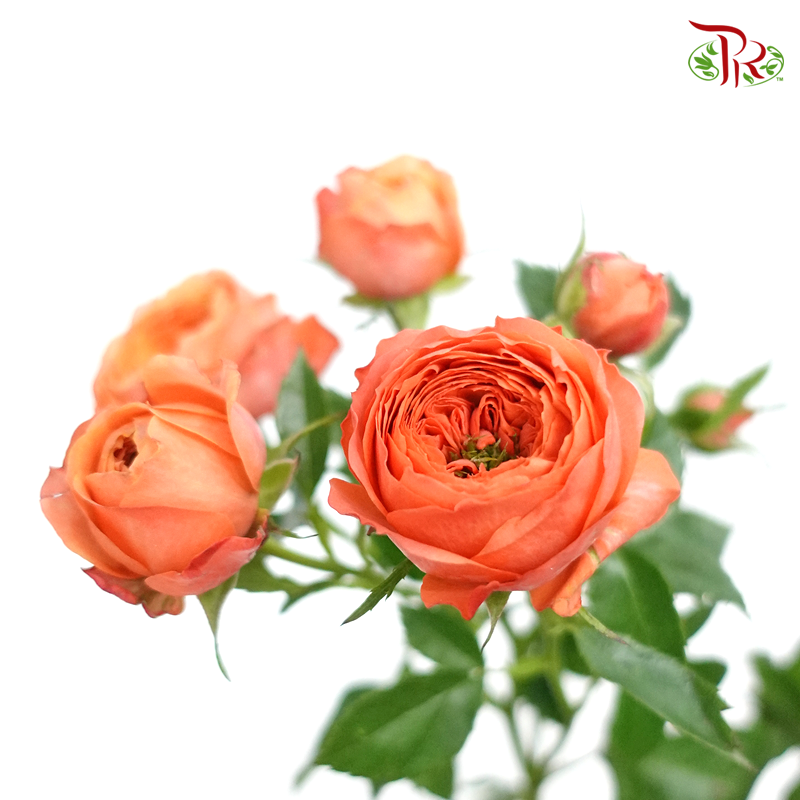 Rose Spray Butterfly - Orange Melon (10 Stems)-Orange-China-prflorist.com.my