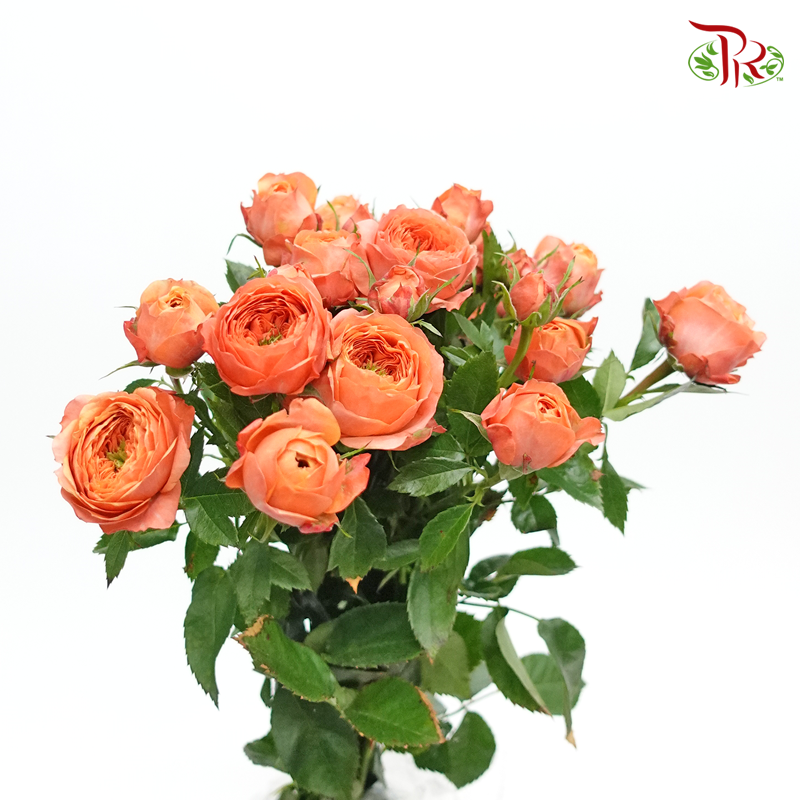Rose Spray Butterfly - Orange Melon (10 Stems)-Orange-China-prflorist.com.my