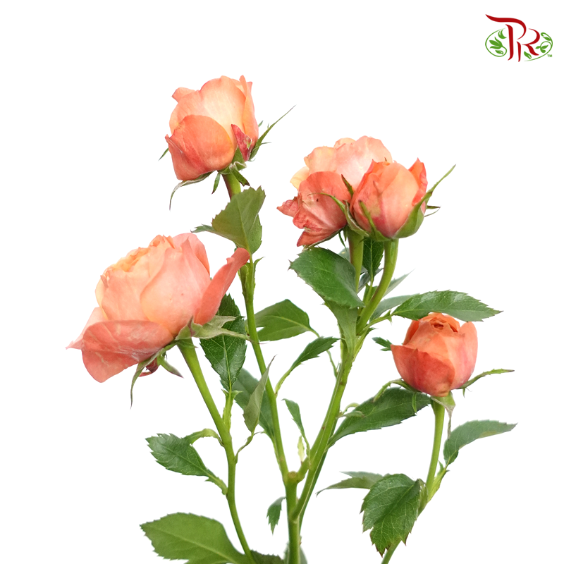 Rose Spray Butterfly - Orange Melon (10 Stems)-Orange-China-prflorist.com.my