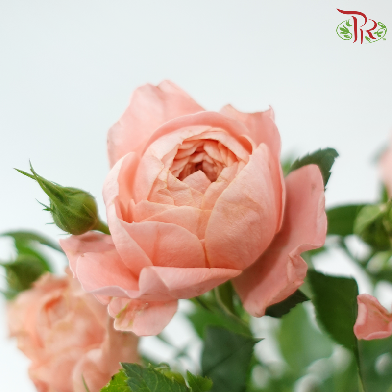 Rose Spray Butterfly - Peach (10 Stems)-Champagne / Peach-China-prflorist.com.my