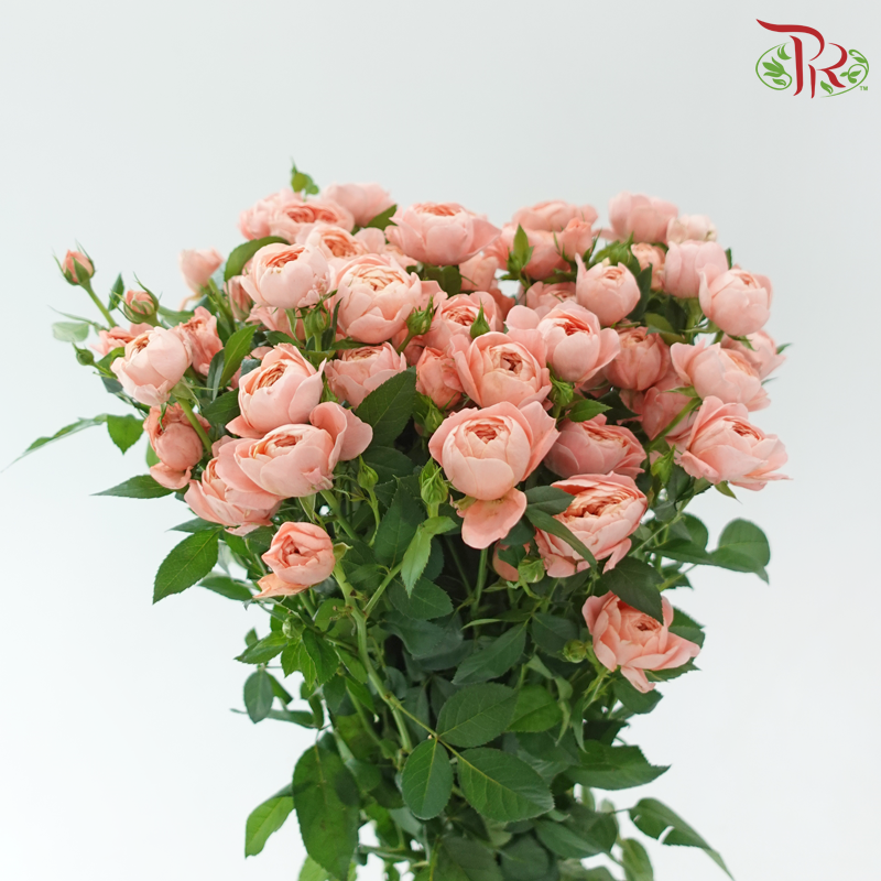Rose Spray Butterfly - Peach (10 Stems)-Champagne / Peach-China-prflorist.com.my