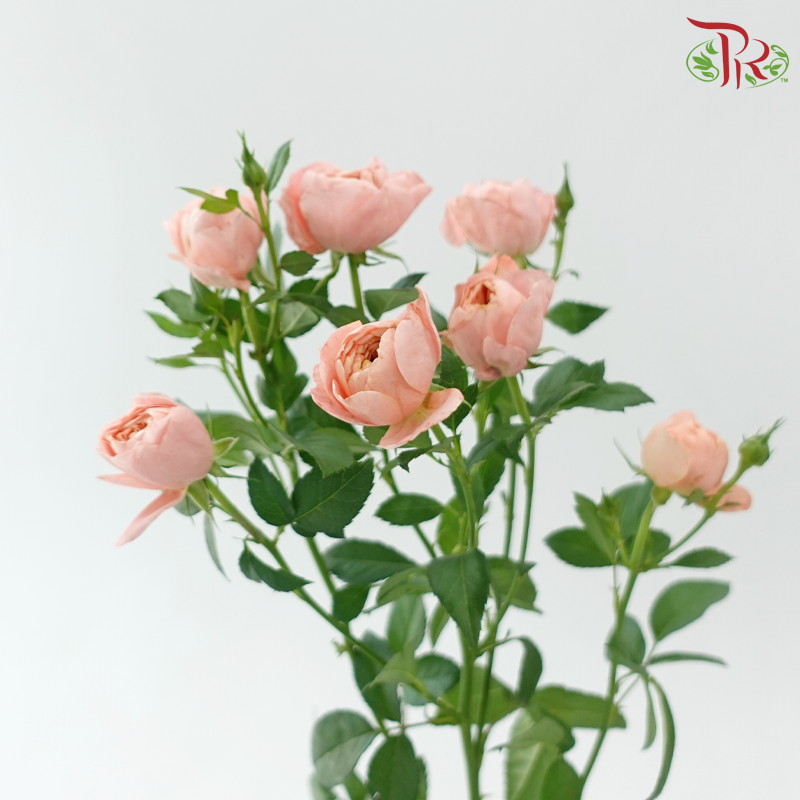 Rose Spray Butterfly - Peach (10 Stems)-Champagne / Peach-China-prflorist.com.my