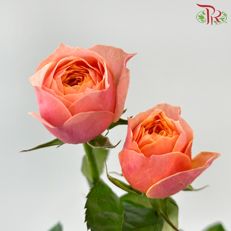 Rose Spray Butterfly - Pink (10 Stems)-Pink-China-prflorist.com.my