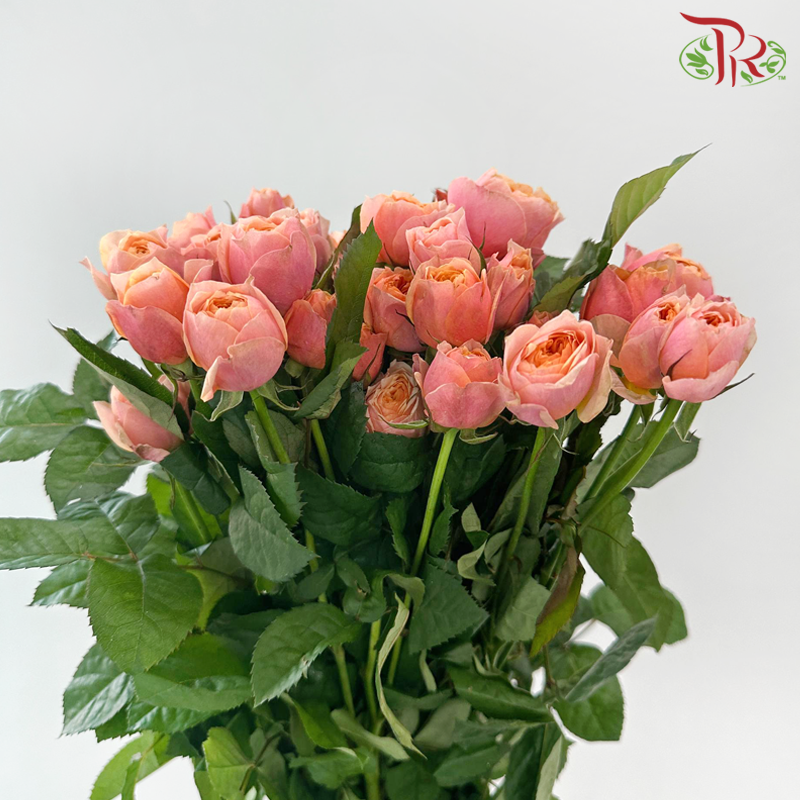 Rose Spray Butterfly - Pink (10 Stems)-Pink-China-prflorist.com.my