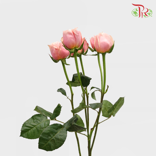 Rose Spray Butterfly - Pink (10 Stems)-Pink-China-prflorist.com.my