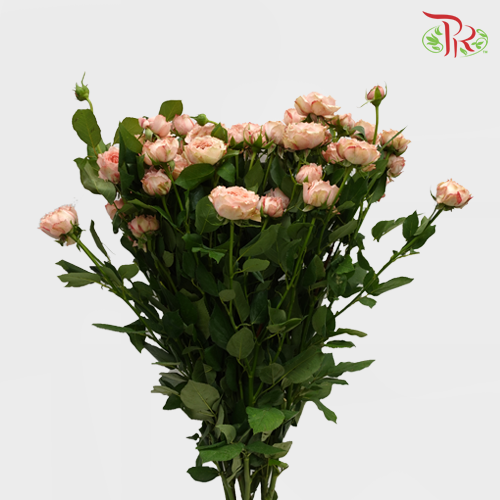 Rose Spray Butterfly - Pink (10 Stems)-Pink-China-prflorist.com.my
