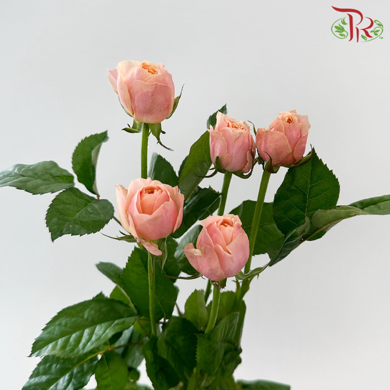 Rose Spray Butterfly - Pink (10 Stems)-Pink-China-prflorist.com.my