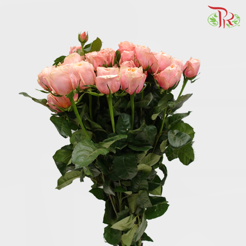 Rose Spray Butterfly - Pink (10 Stems)-Pink-China-prflorist.com.my