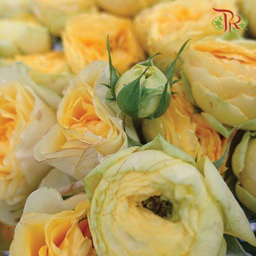 Rose Spray Butterfly - Yellow (10 Stems)-Yellow-China-prflorist.com.my