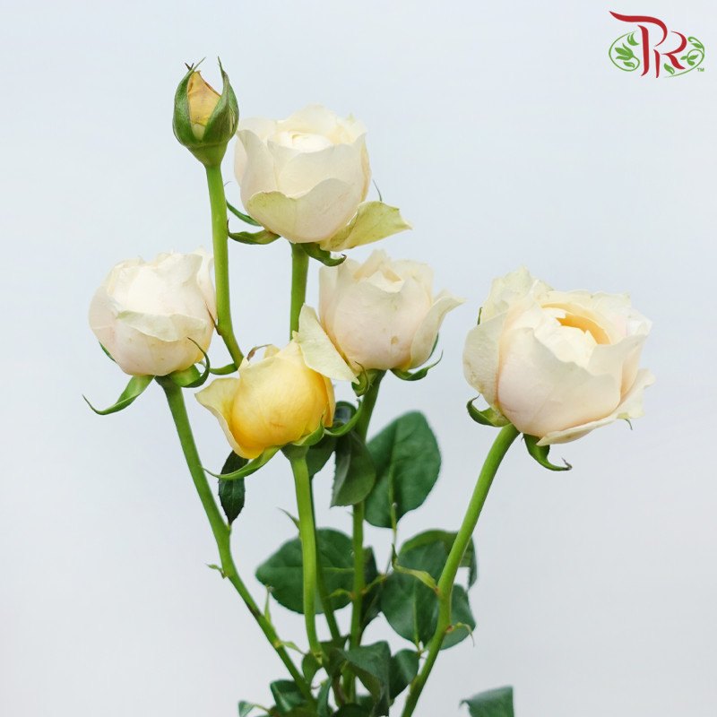 Rose Spray Butterfly - Yellow (10 Stems)-Yellow-China-prflorist.com.my