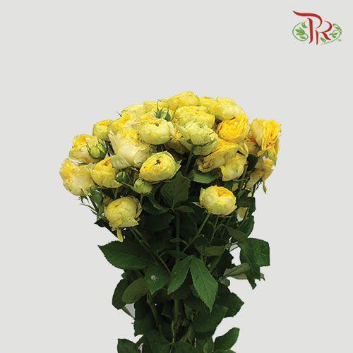 Rose Spray Butterfly - Yellow (10 Stems)-Yellow-China-prflorist.com.my