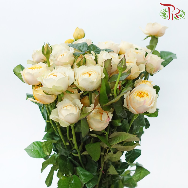 Rose Spray Butterfly - Yellow (10 Stems)-Yellow-China-prflorist.com.my